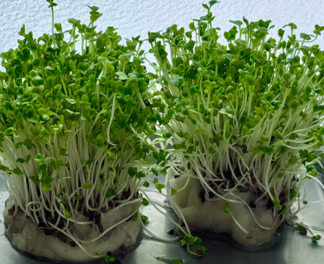 ブロッコリースプラウト