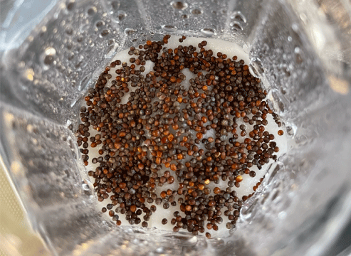 ブロッコリースプラウトの種まき