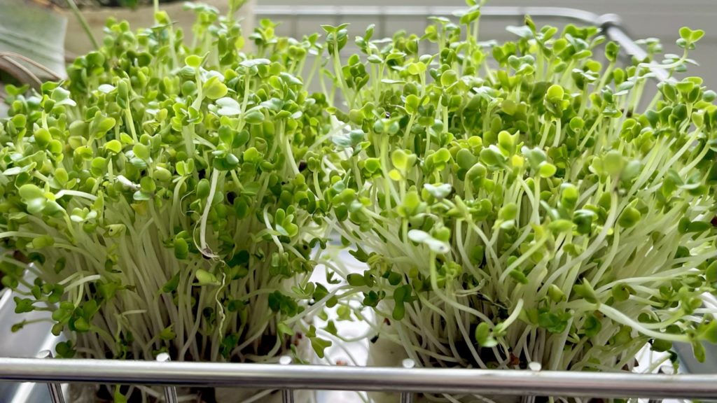 ブロッコリースプラウト