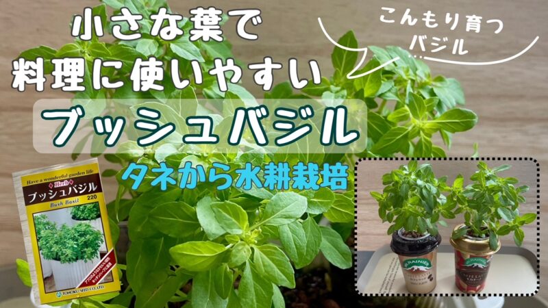 ブッシュバジル育て方