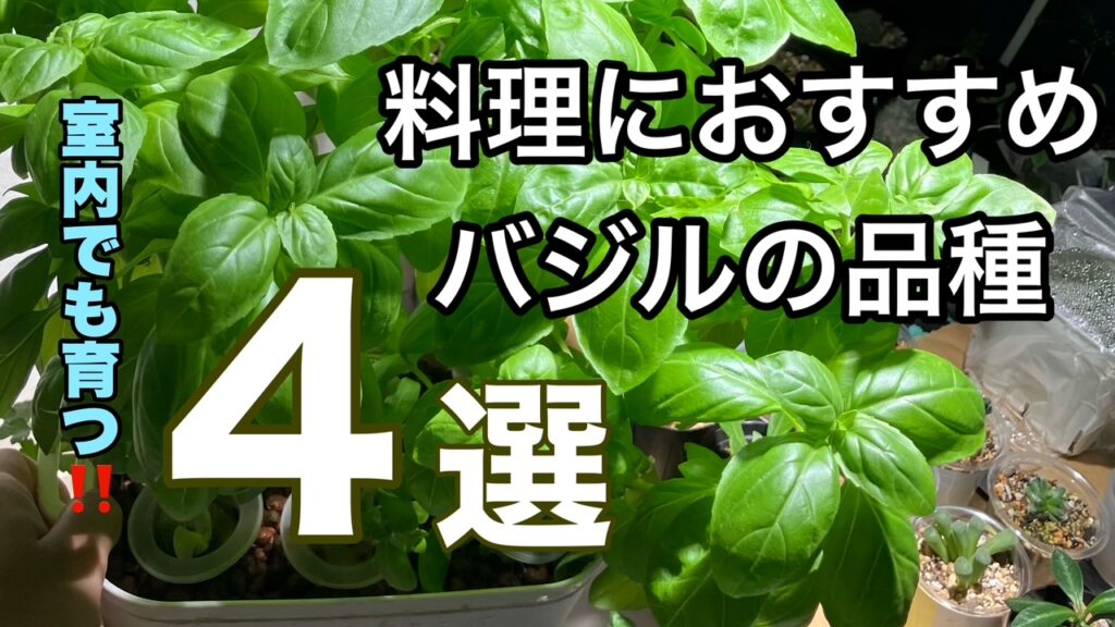 バジルの選び方