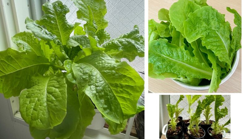 焼肉レタスの水耕栽培
