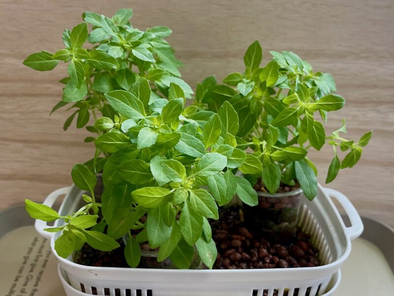 ブッシュバジル水耕栽培