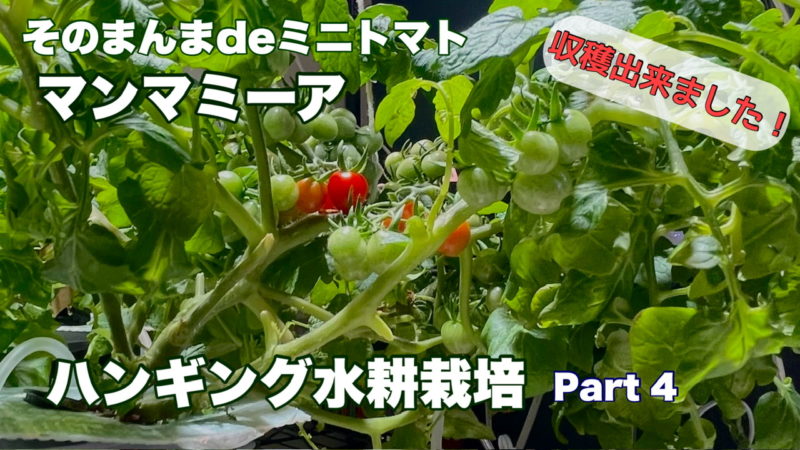マンマミーアミニトマトの育て方