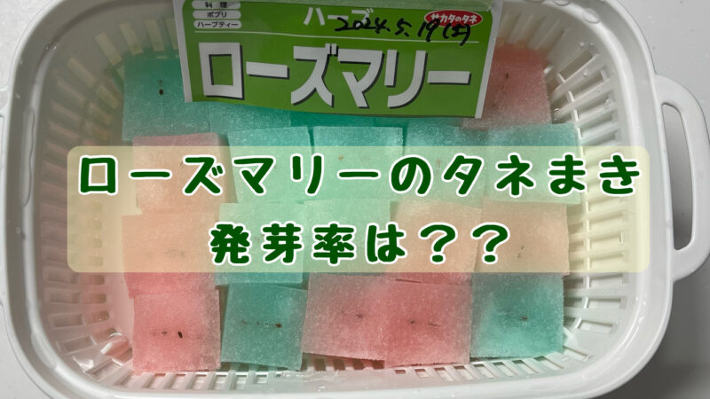 ローズマリーの発芽率