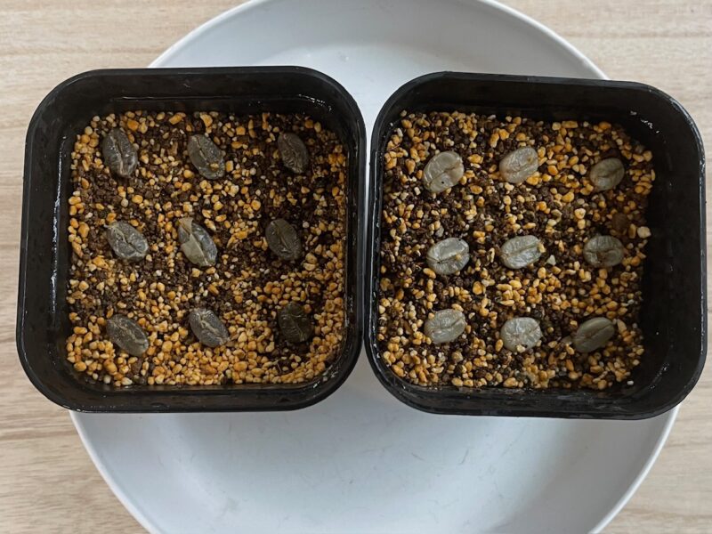 コーヒー豆の種まき