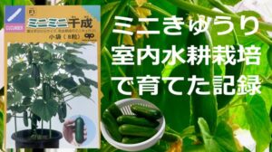 ミニきゅうり【室内水耕栽培で】65本収穫！栽培方法と成長過程を記録