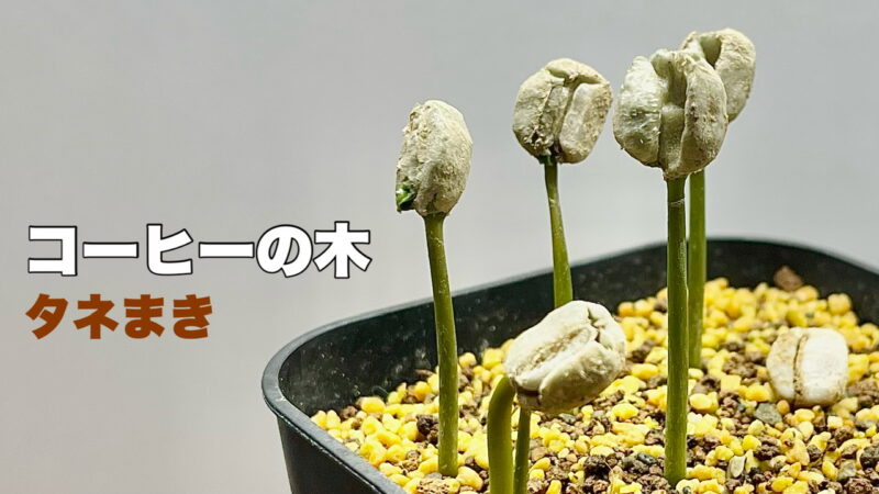 コーヒーの木の種まき