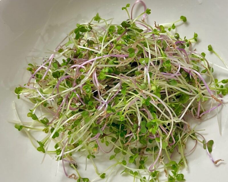 ケールスプラウトと赤キャベツスプラウト