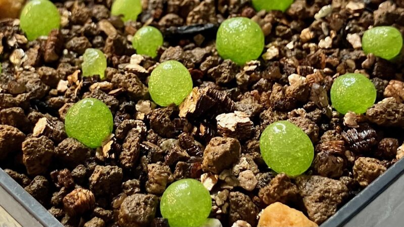 ブルゲリの植え替え