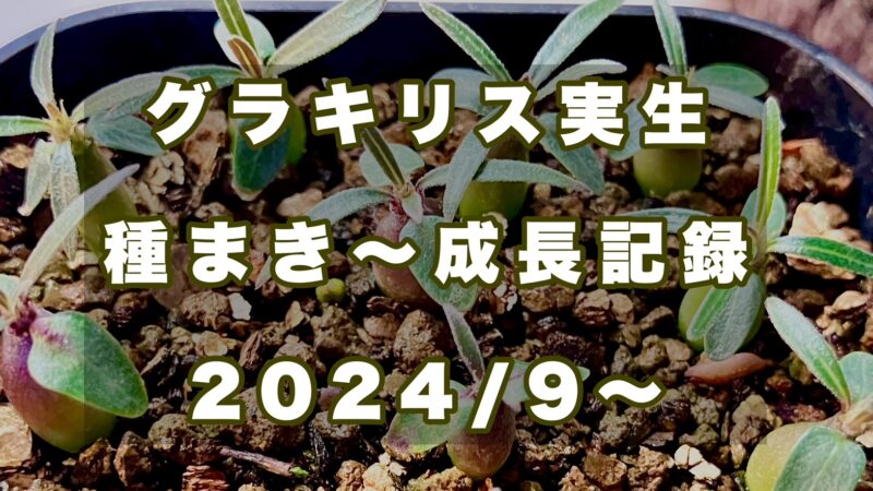 グラキリス実生から成長記録