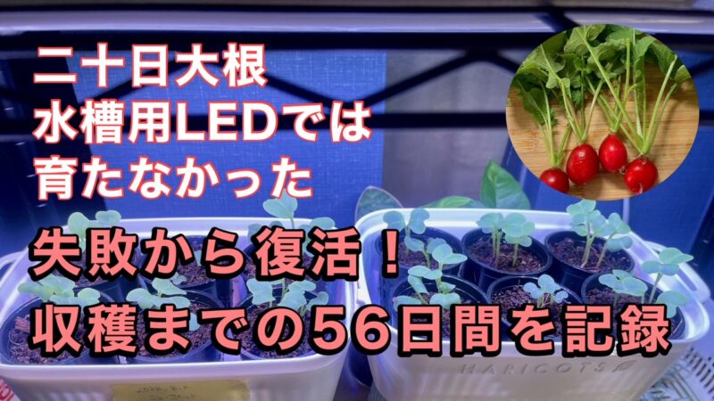 ラディッシュの種まき