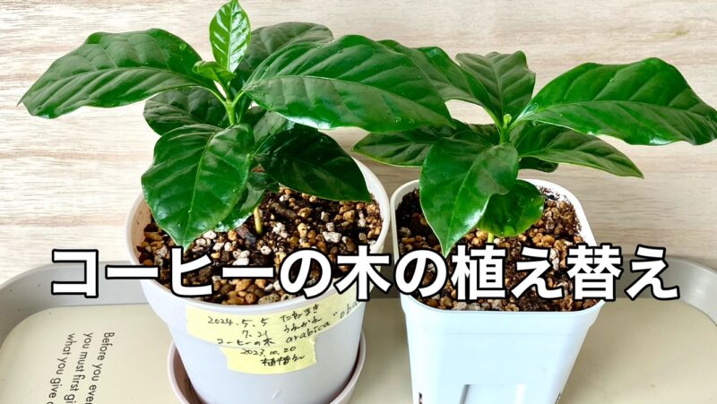 コーヒーの木の植替え