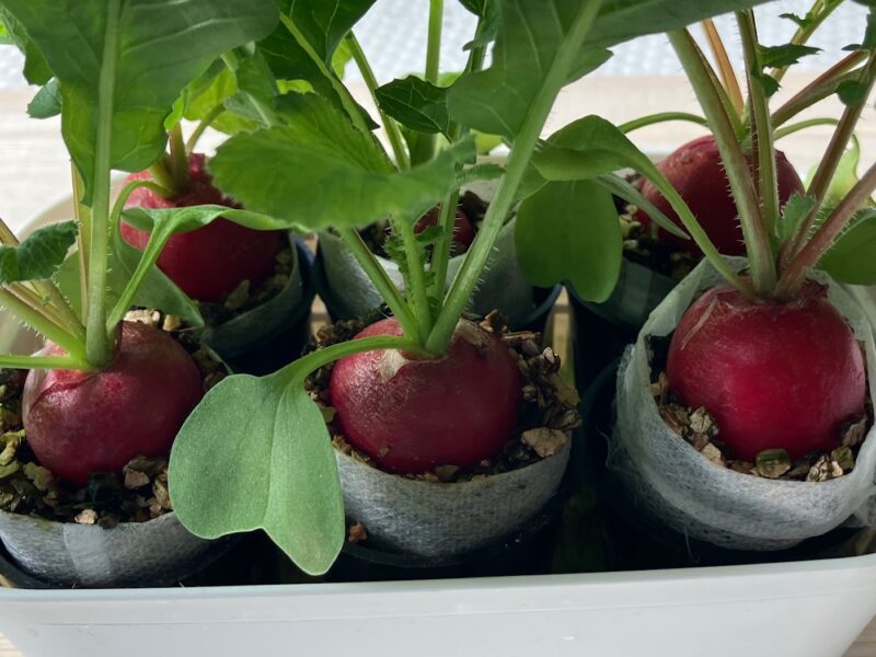 二十日大根ニューコメット