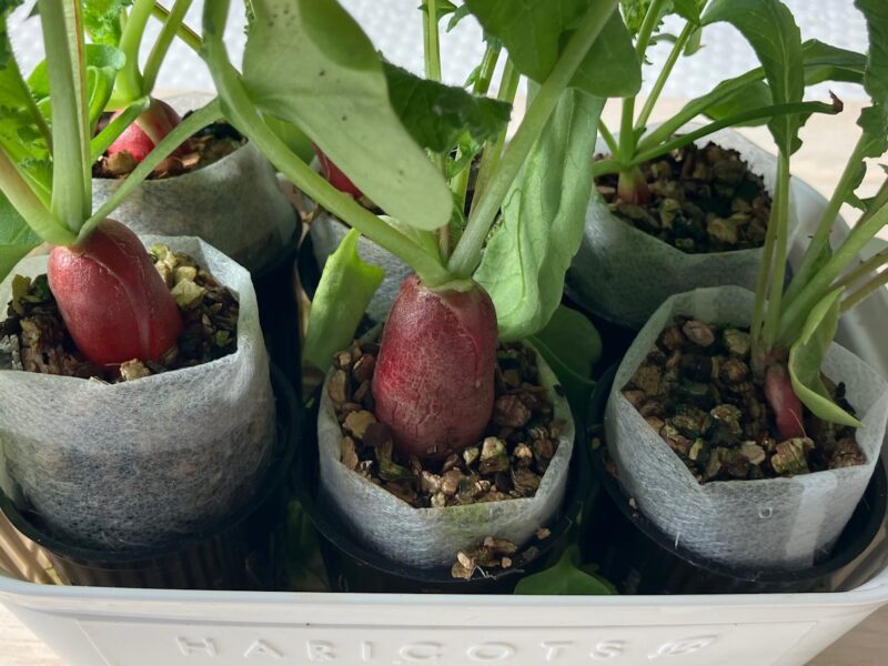 二十日大根紅白