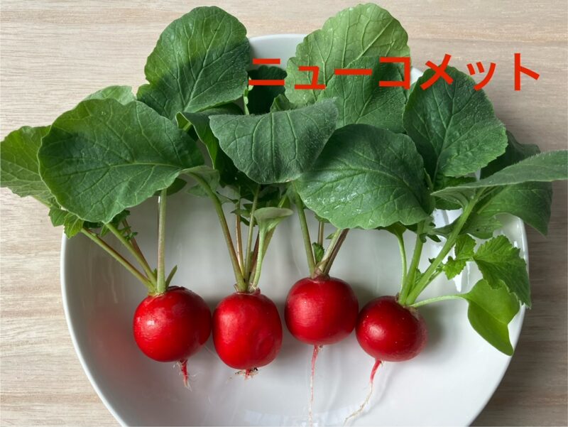 二十日大根収穫