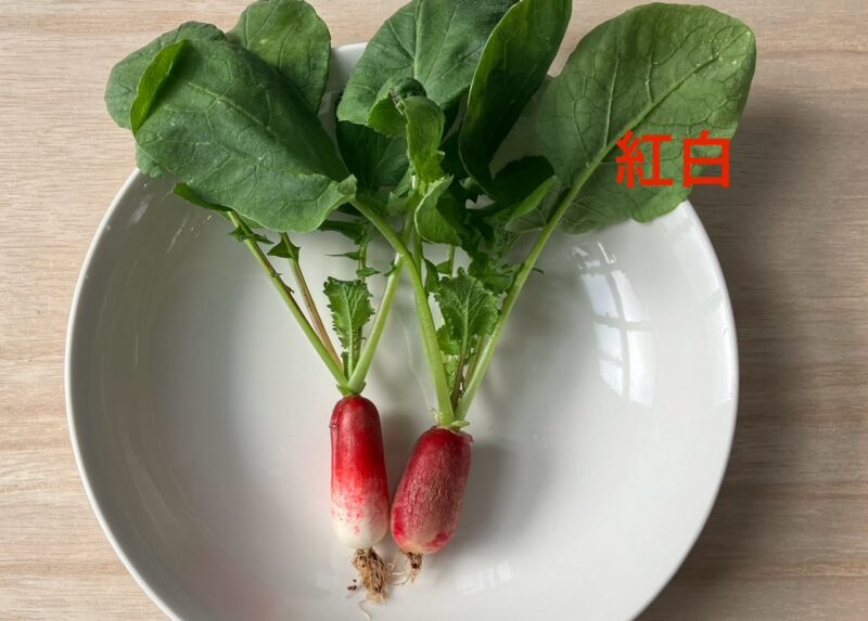 二十日大根紅白を収穫