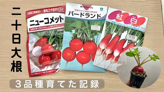 二十日大根のタネ