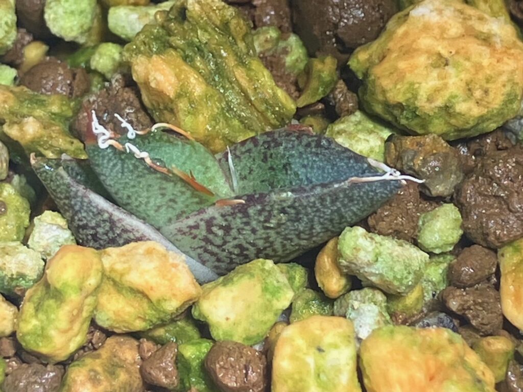 アガベ笹の雪実生半年