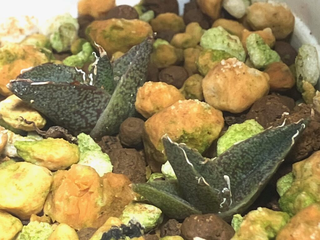 アガベの種を撒いてから半年経過