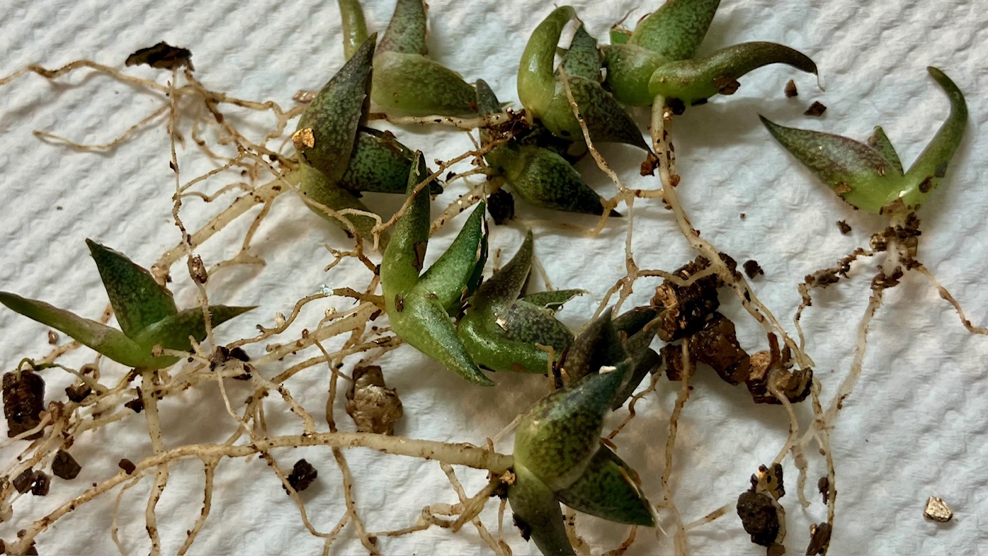 笹の雪の植替え