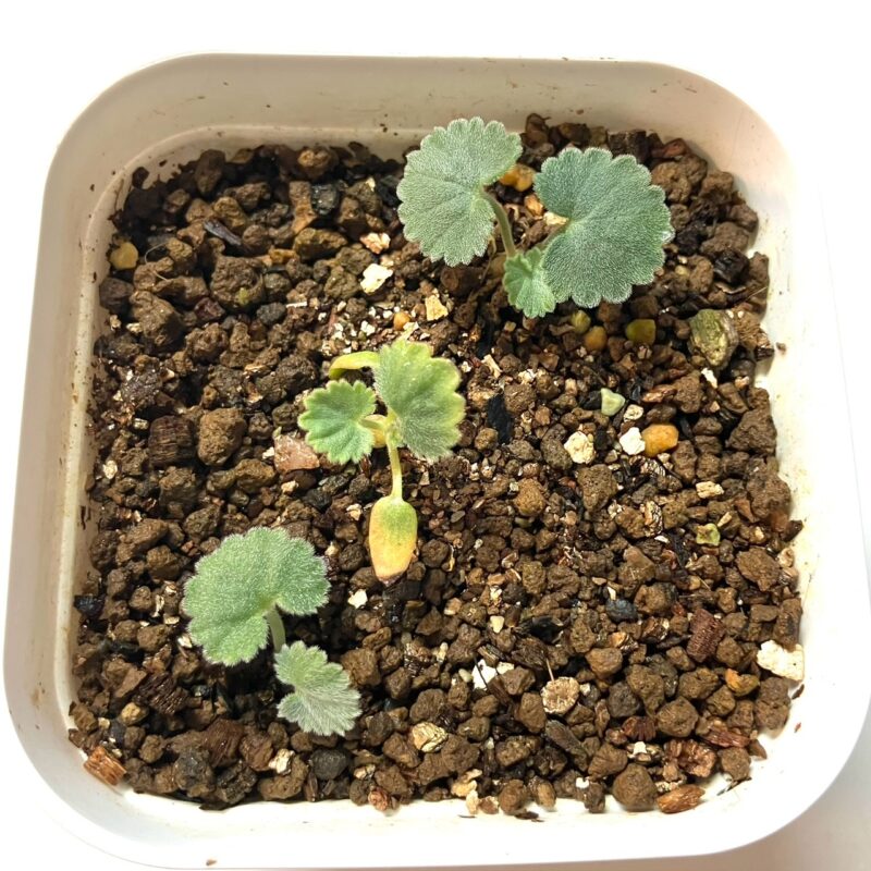 実生記録】ペラルゴニウム・ミラビレ成長記：発芽から最新の姿まで