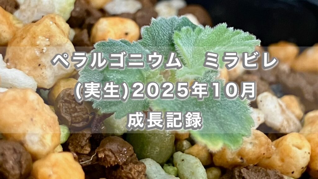 ペラルゴニウム属ミラビレの実生成長記録