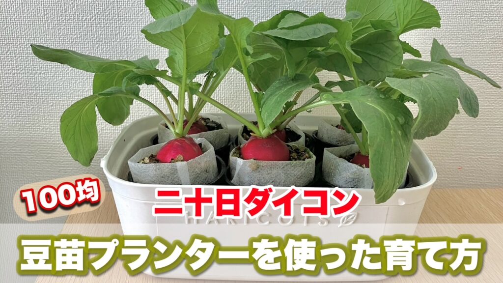 ２種類のラディッシュを豆苗プランターで栽培