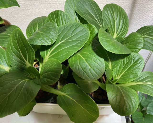 室内で育てたチンゲン菜