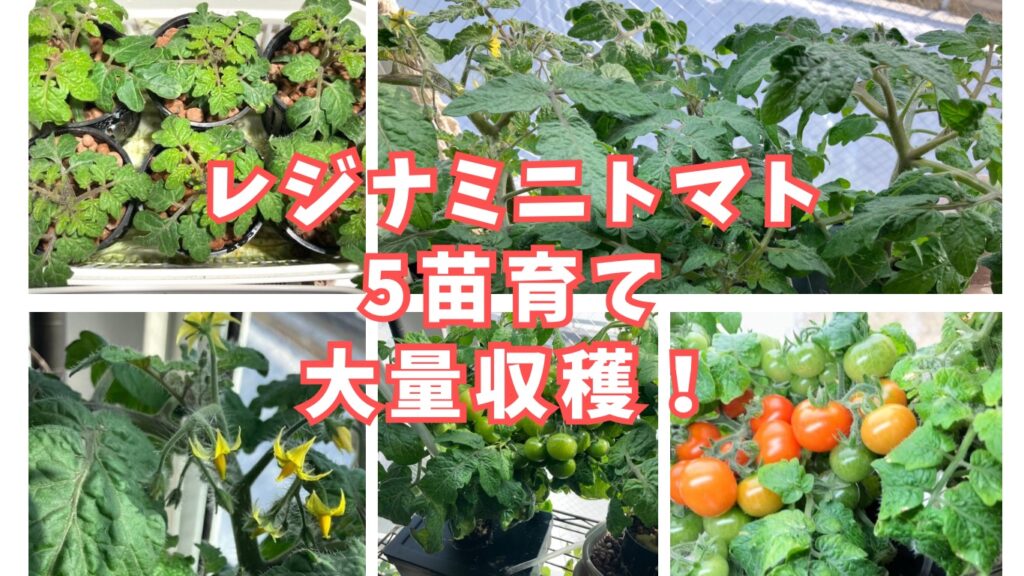 レジナミニトマト　水耕栽培成長記