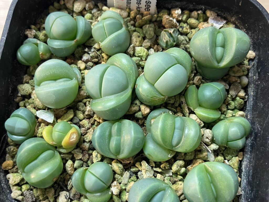 アルギロデルマ・コングレガツムの実生