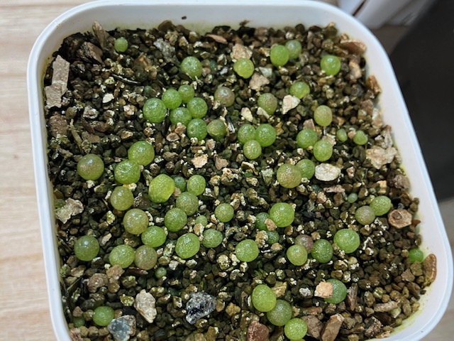 コノフィツム・ブルゲリの実生