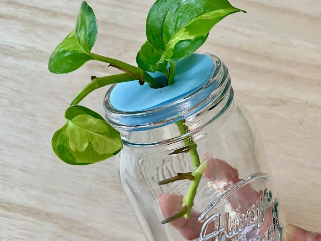 100均メダカ浮き輪の活用