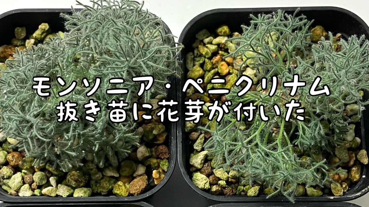 モンソニア・ペニクリナムの花芽