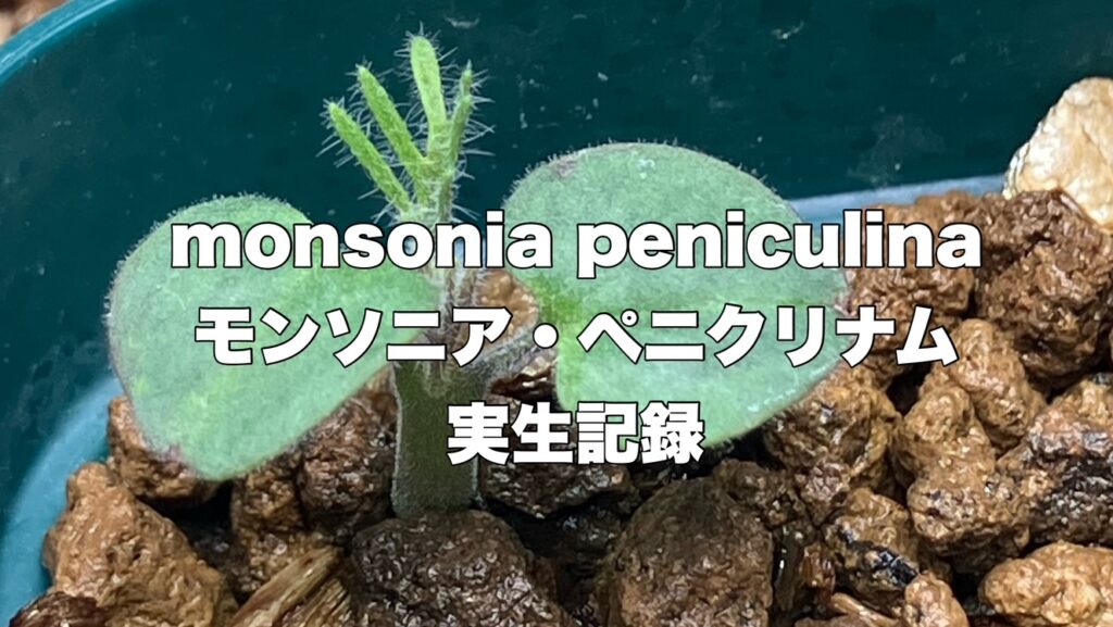 monsonia-peniculina実生記録