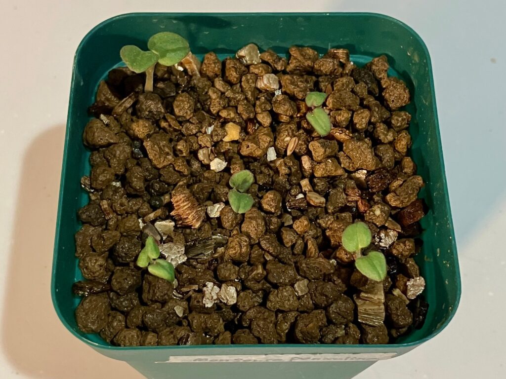 モンソニア ペニクリナムが発芽して子葉が出た様子