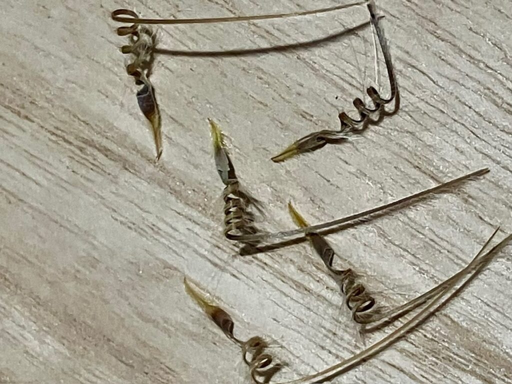 monsonia-peniculinaの種