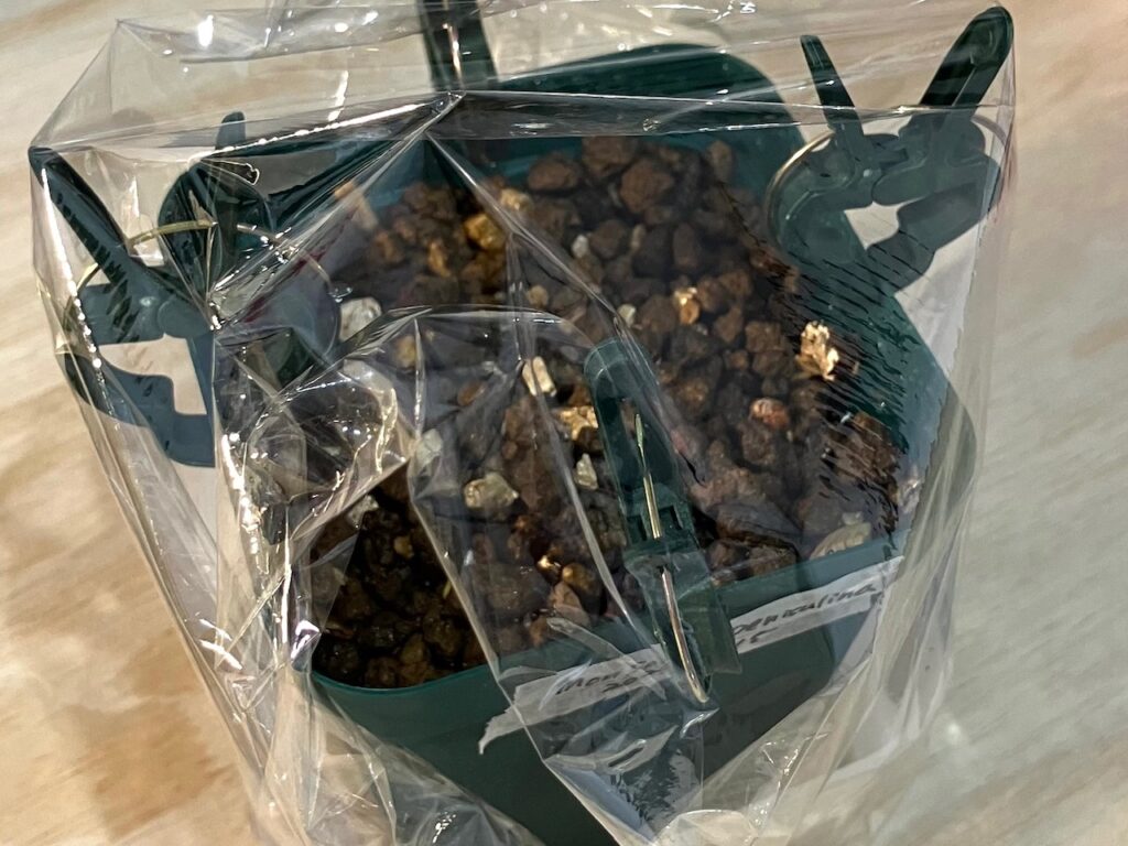 モンソニア ペニクリナムの種まき初日