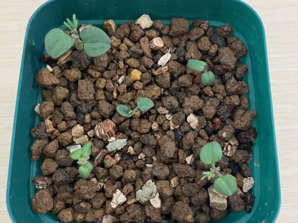 モンソニア ペニクリナムの本葉が出た様子