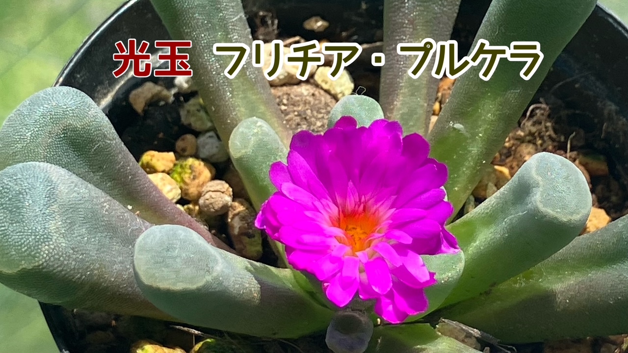 光玉の花