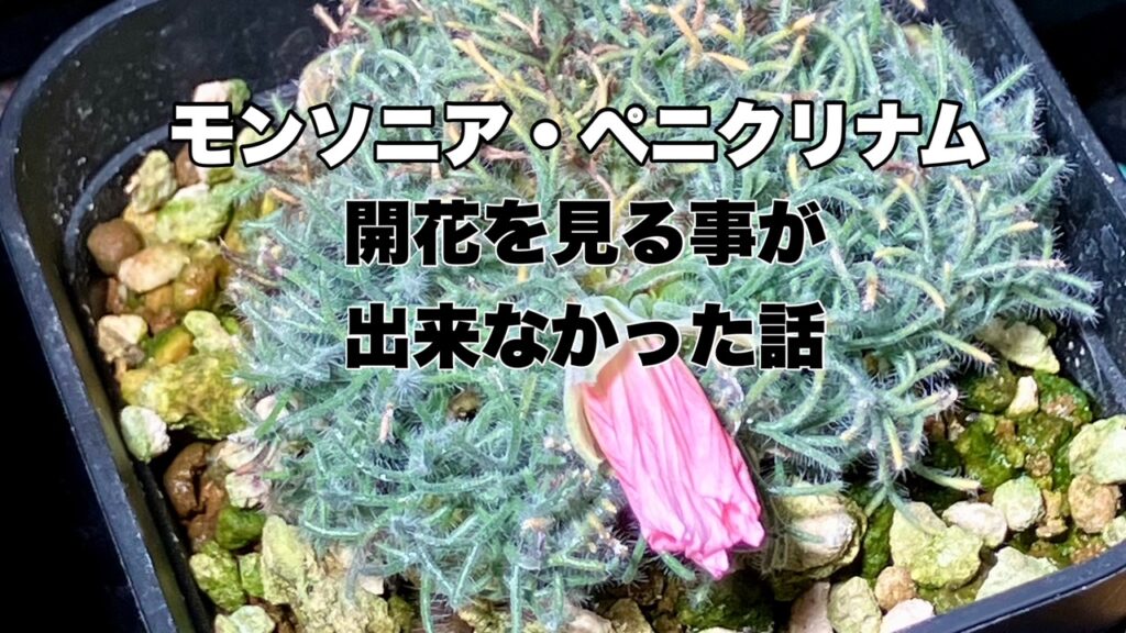 モンソニア・ペニクリナムの開花みれず