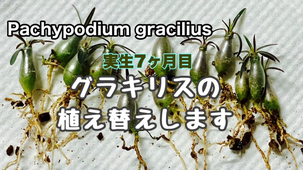 実生７か月目グラキリスの植替え