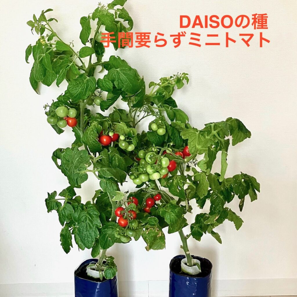 100均のミニトマト【ミニヒメ】