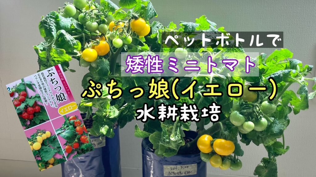 矮性ミニトマトぷちっ娘イエローの水耕栽培の記録
