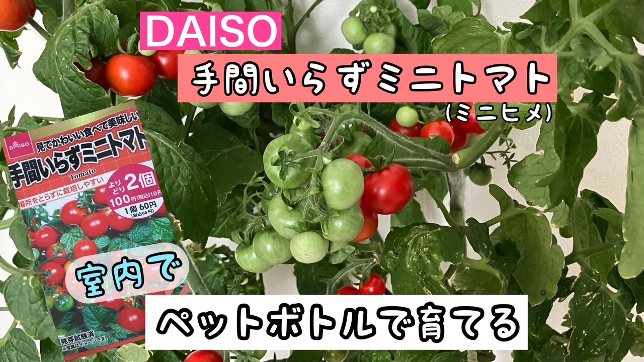 室内やベランダで育てるのにオススメ！背丈が低いドワーフミニトマトの