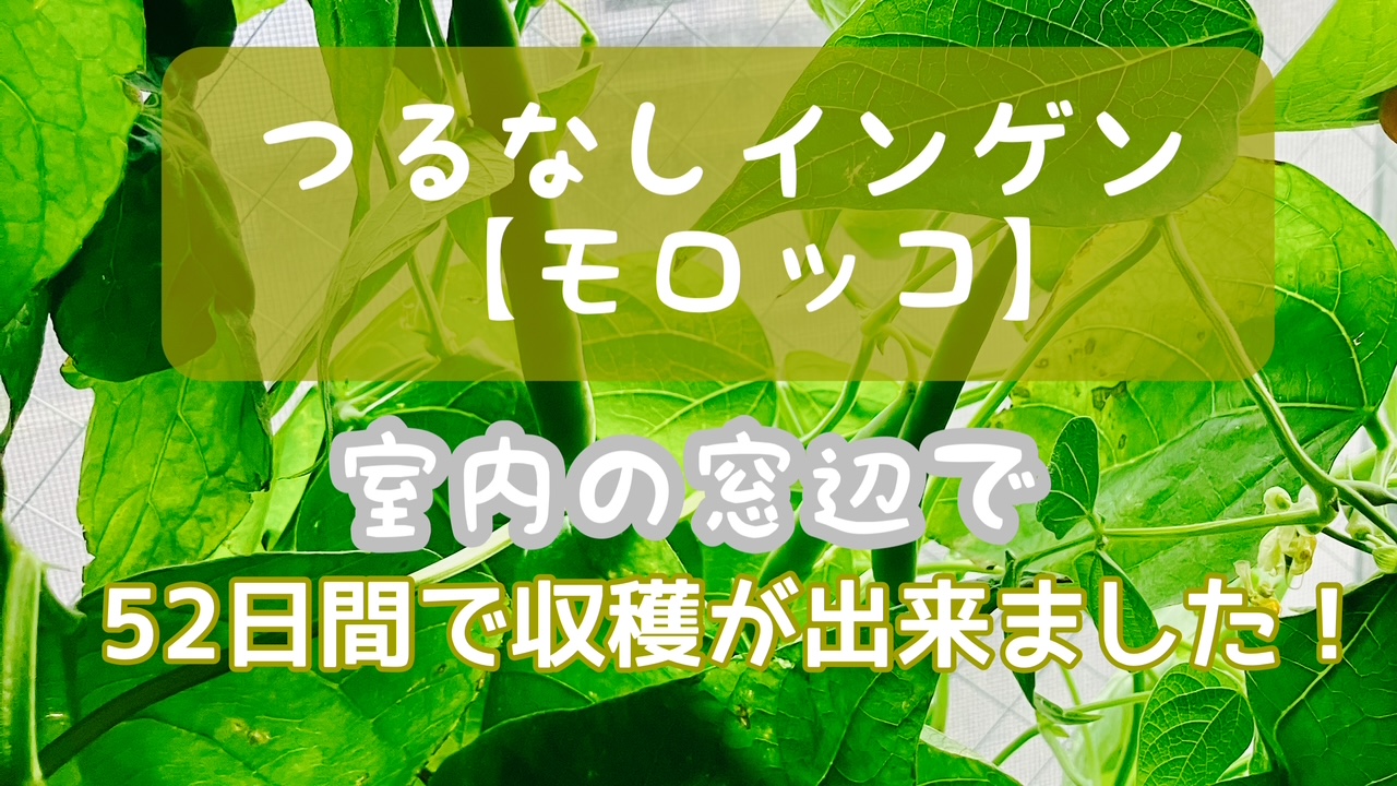 モロッコインゲン