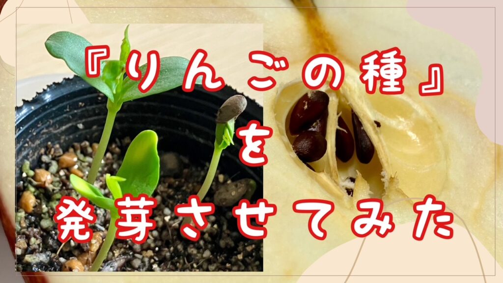 りんごの種を発芽させてみた