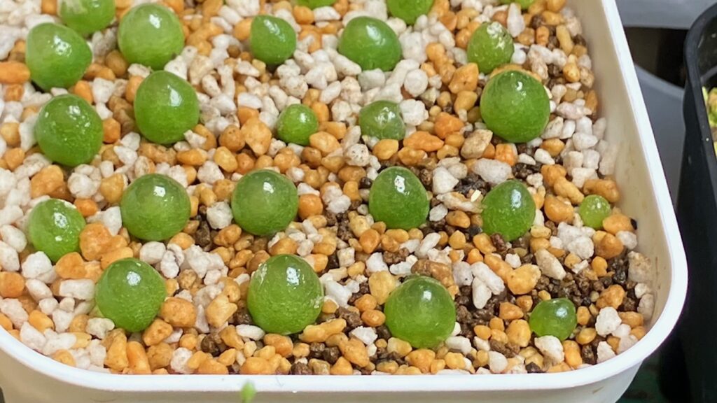 コノフィツム・ブルゲリの植え替え