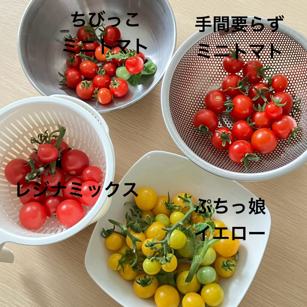 ドワーフトマト４種類の収穫、名前