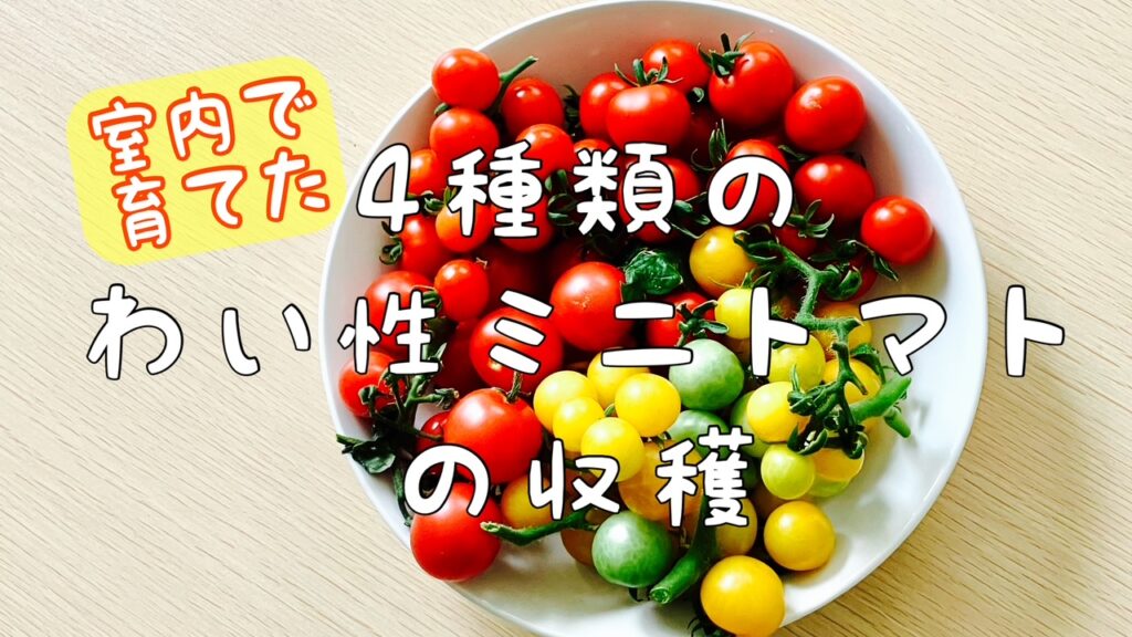 矮性ミニトマトを４品種一斉に収穫